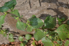 Blumea belangeriana